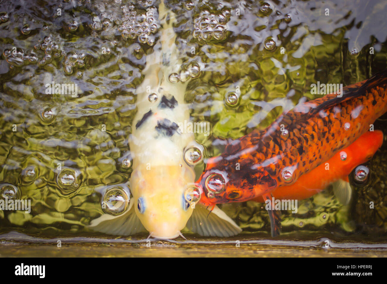 carp fish very expensive pet from colourful body Stock Photo Alamy