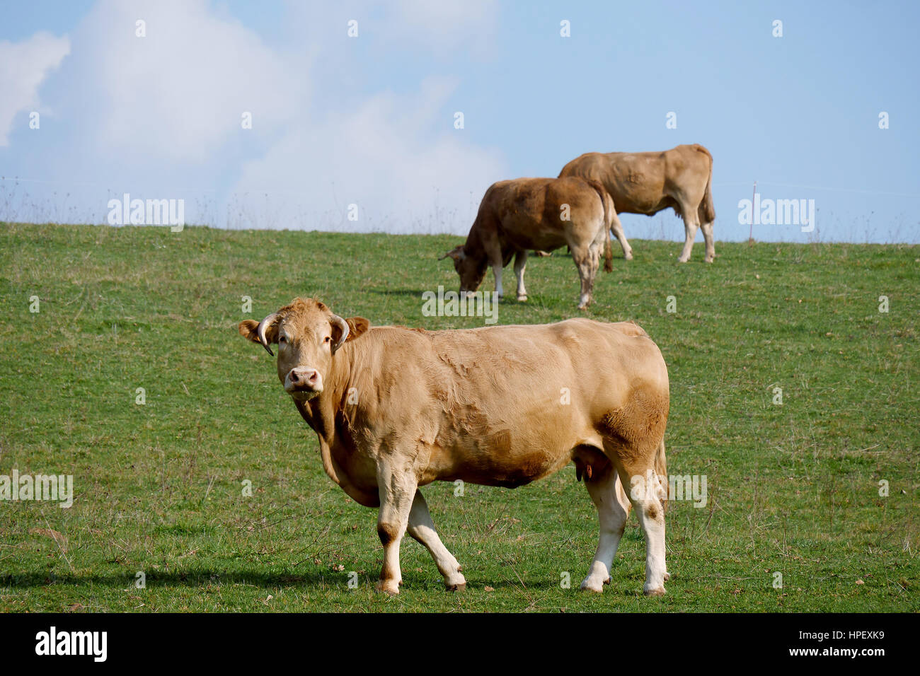 a brown cow in the middle of a meadow Stock Photo - Alamy