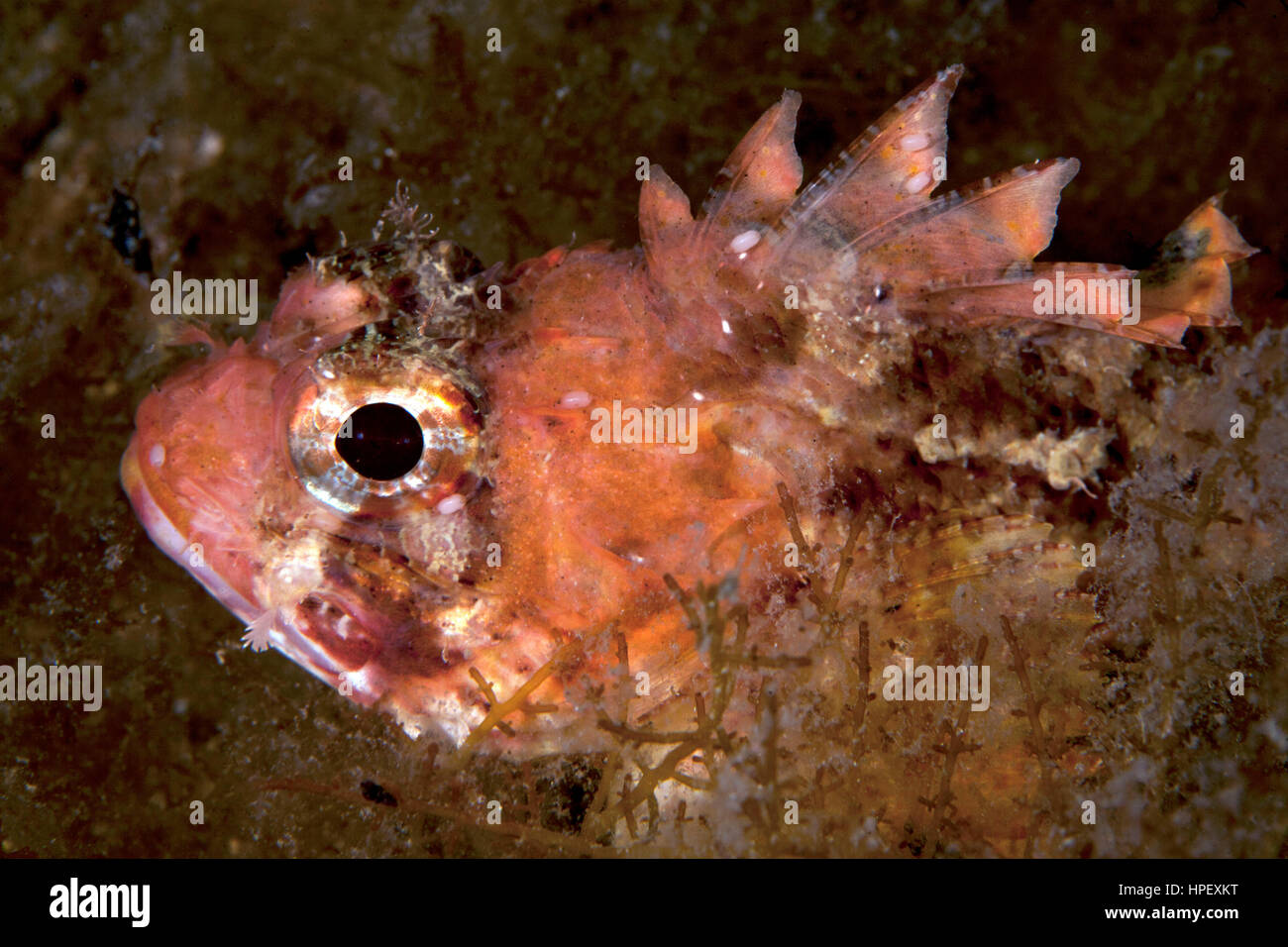red scorpionfish, Scorpaena notata, Croatia Stock Photo