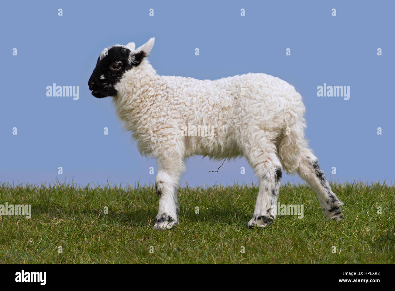 Black and white domestic sheep lamb in meadow, North Frisia, Schleswig-Holstein, Germany Stock Photo