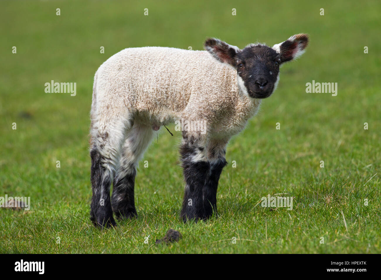 Black and white domestic sheep lamb in meadow, North Frisia, Schleswig-Holstein, Germany Stock Photo