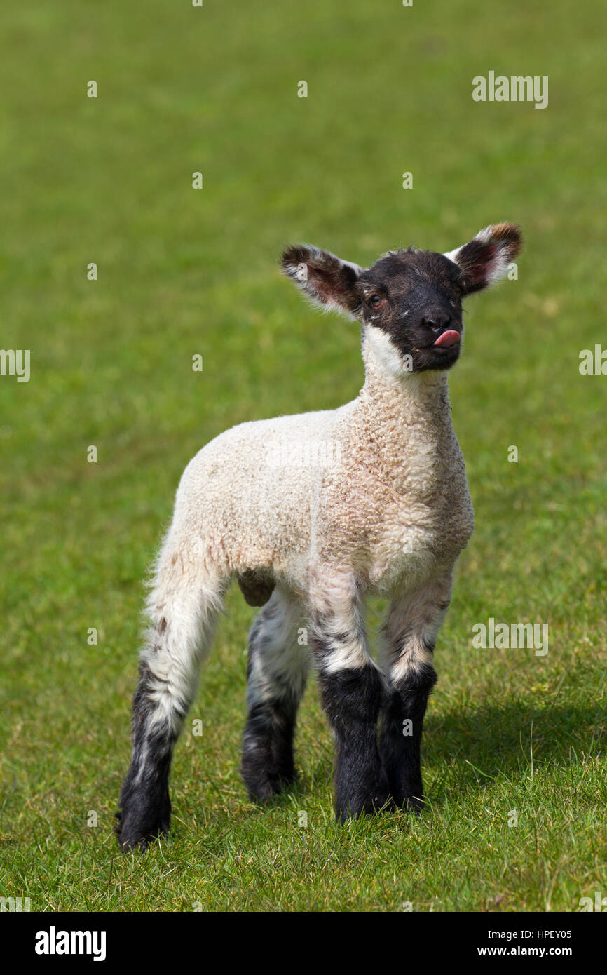 Black and white domestic sheep lamb in meadow, North Frisia, Schleswig-Holstein, Germany Stock Photo