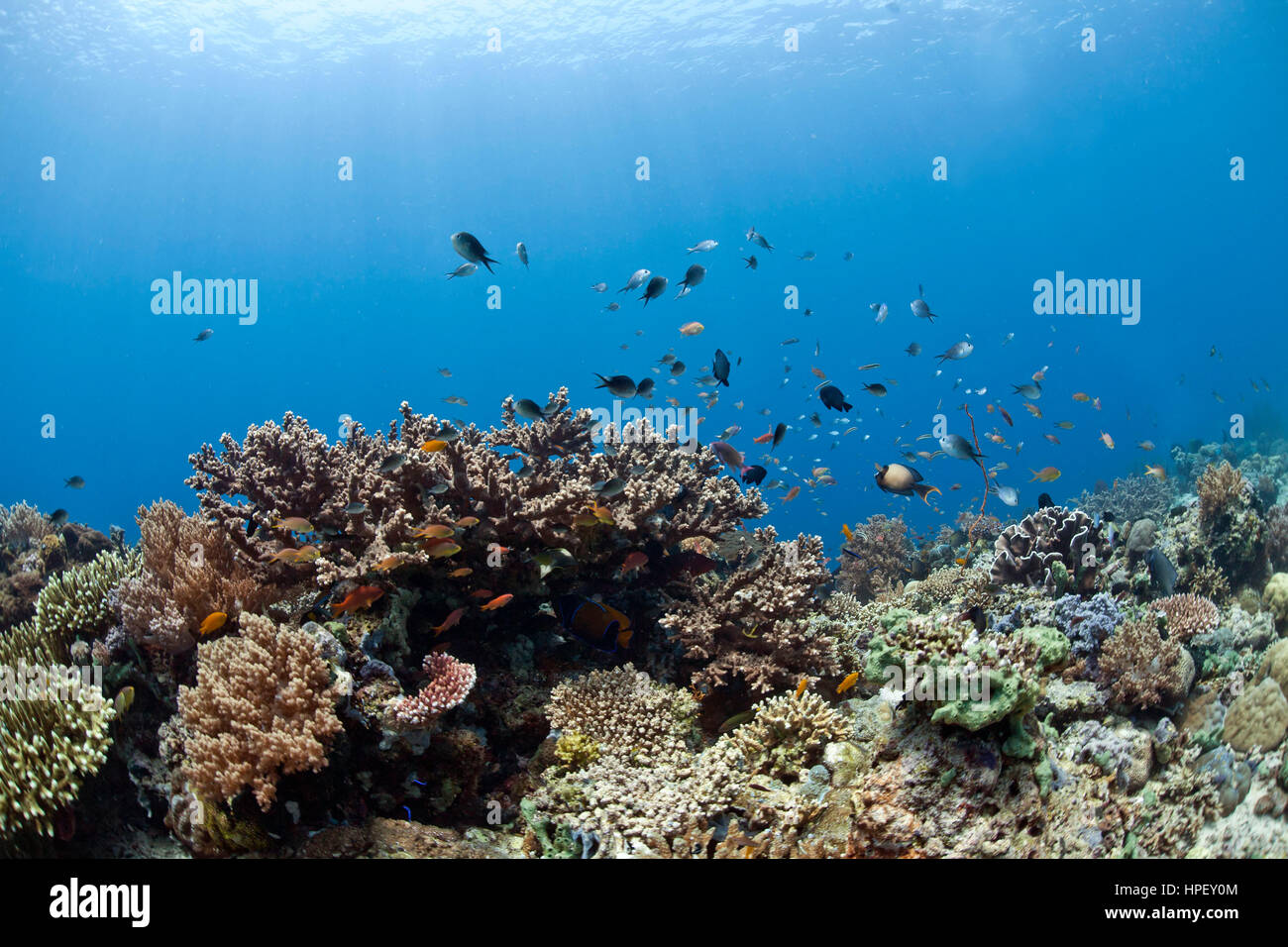 tropical coral reef with reef fishing lyretail coralfish Pseudanthias squamipinnis and damselfish Chromis chromis in front of Menjangan, Bali, Asia Stock Photo