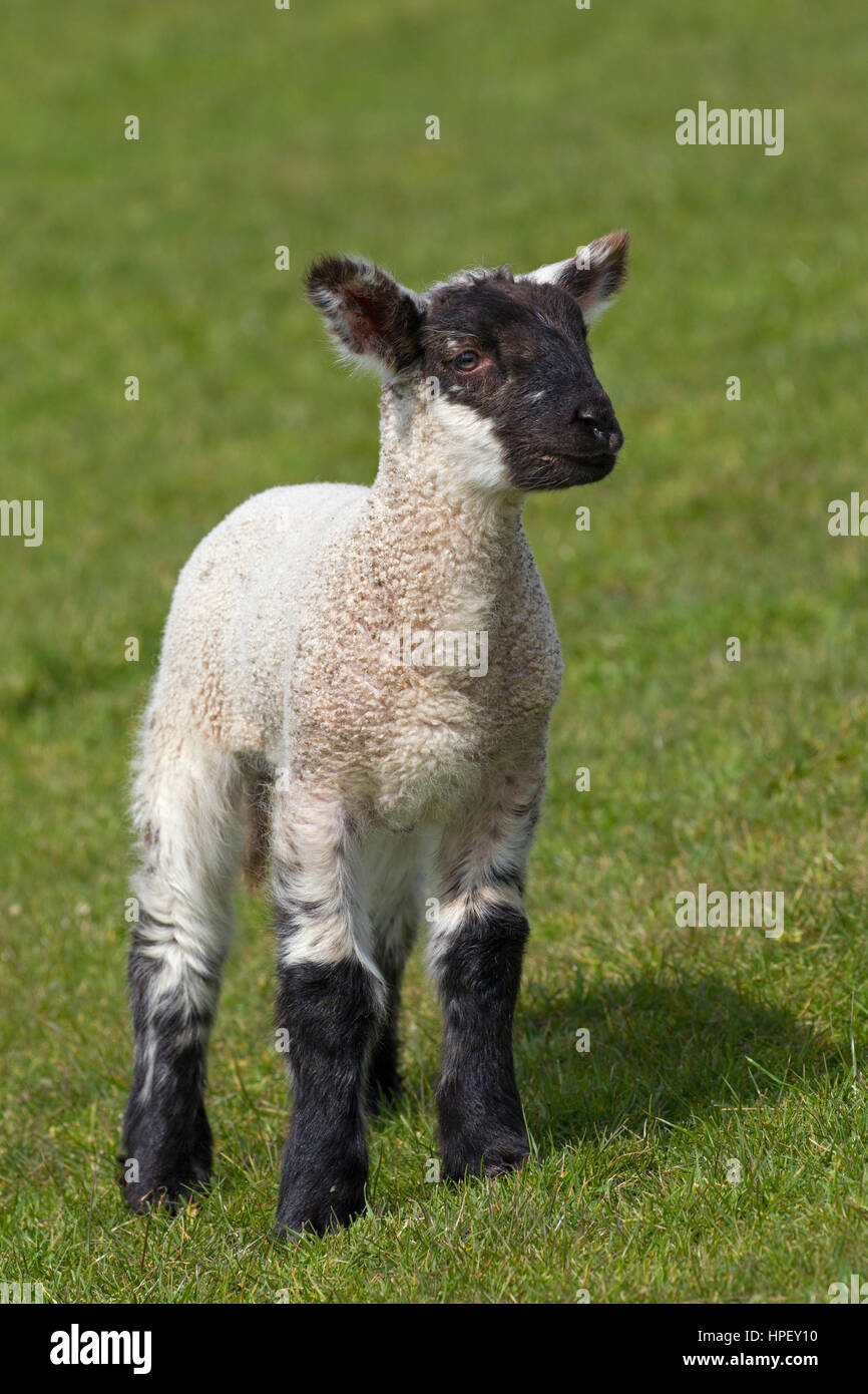 Black and white domestic sheep lamb in meadow, North Frisia, Schleswig-Holstein, Germany Stock Photo