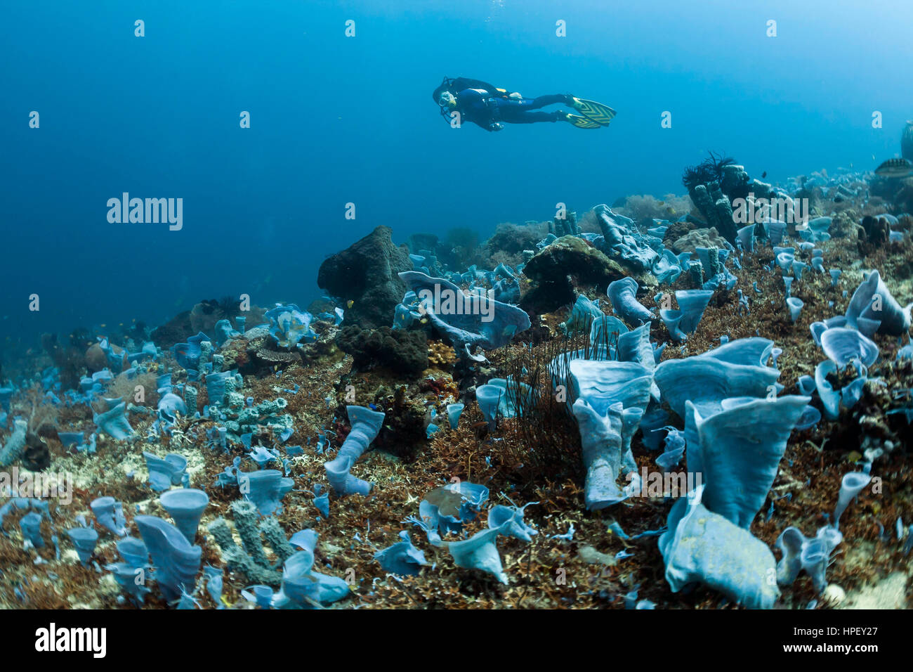 Diver in the coral reef with blue sponges Callyspongia sp. and Porifera