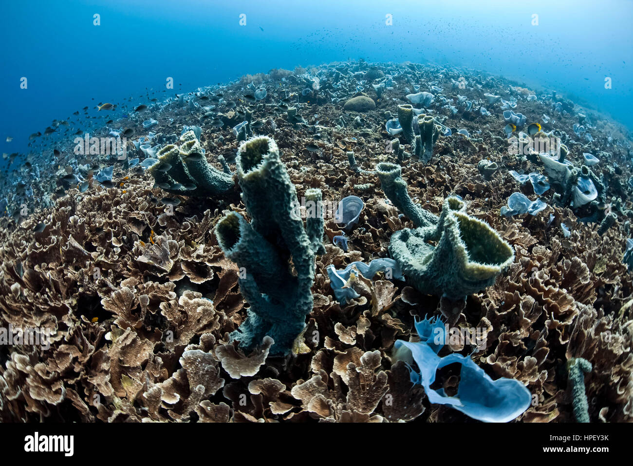 Reef with tube corals, Turbinaria conspicua, and coral reef with blue sponges Callyspongia sp. and Porifera, Bali, Asia, Stock Photo