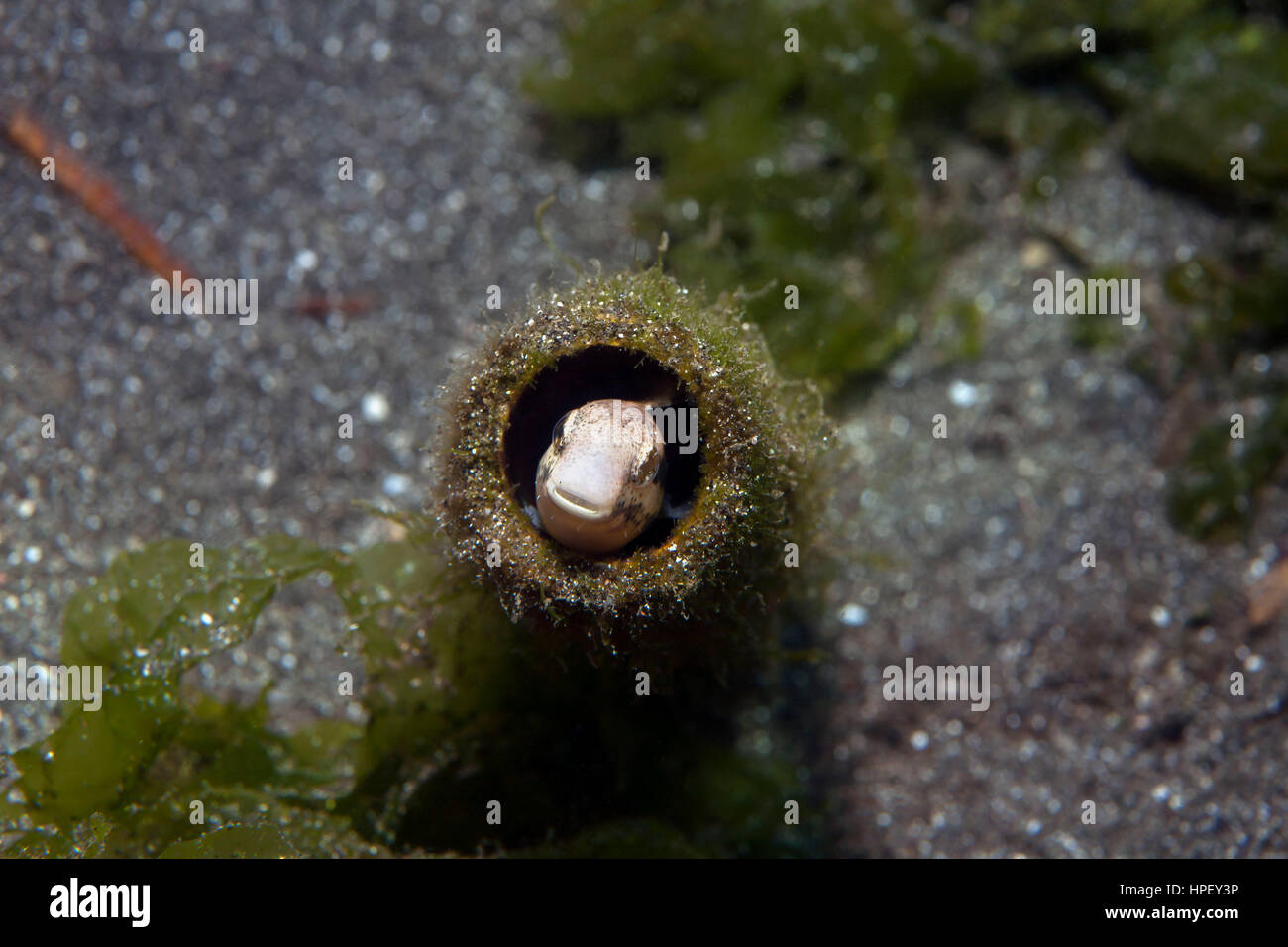 Nemophini hi-res stock photography and images - Alamy