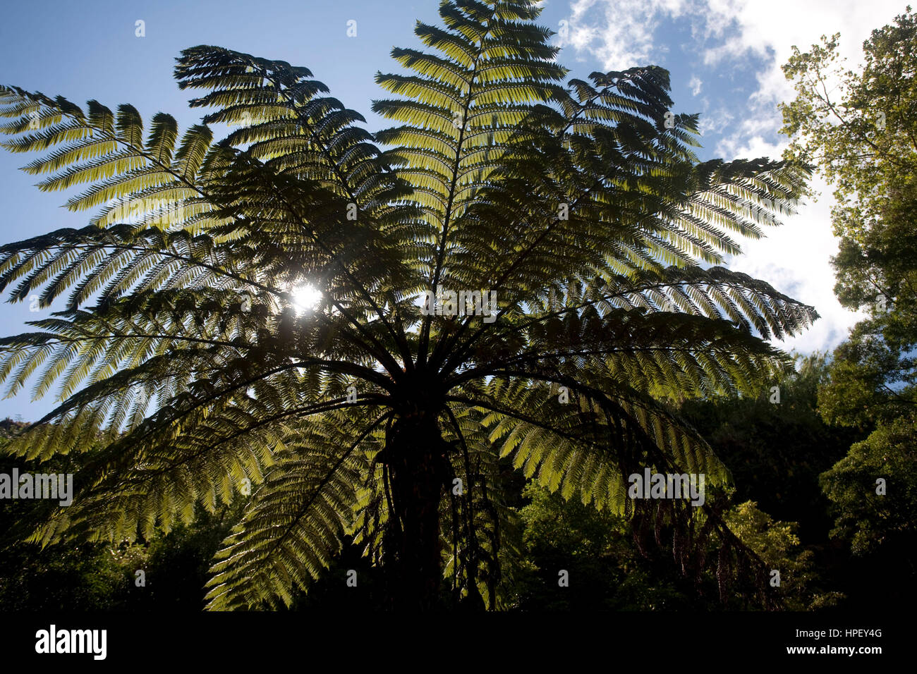 Tree fern, Cyathea cooperi, Sao Miguel, Azores, Portugal Stock Photo