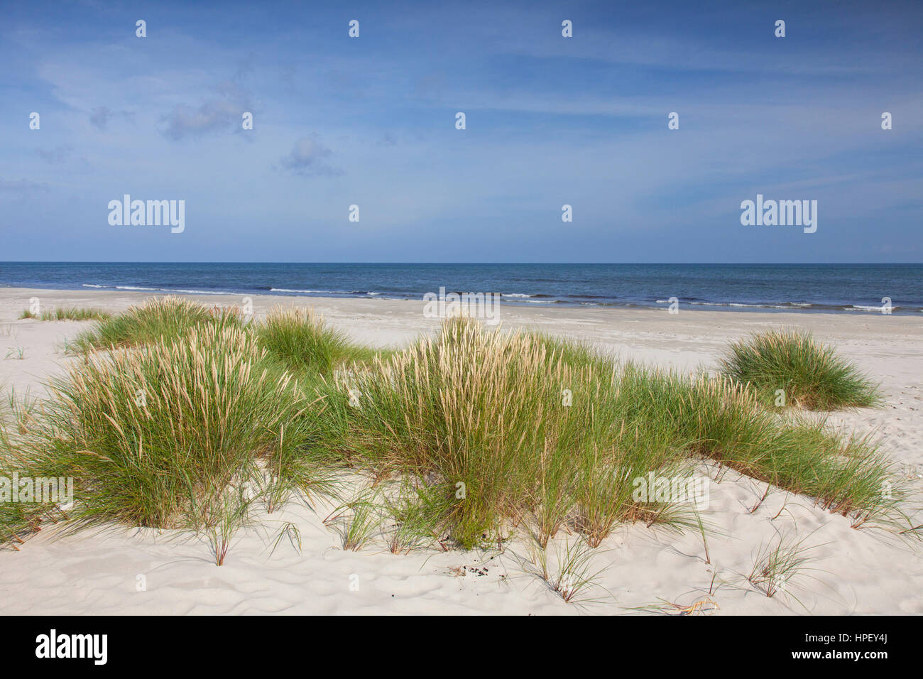 European marram grass / European beachgrass (Ammophila arenaria) in the ...