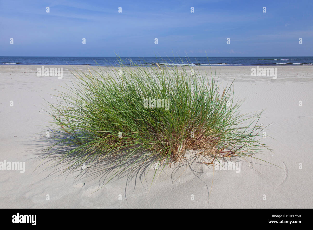 European marram grass / European beachgrass (Ammophila arenaria) in the dunes in summer Stock Photo