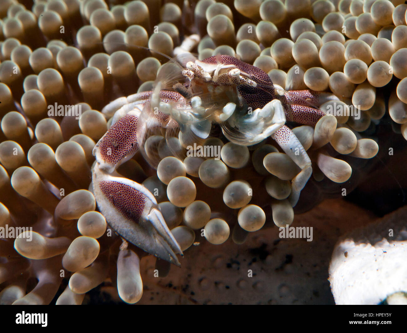 Porcelain crab in Annemone, Neopetrolisthes maculatus, Bali, Indonesia, Asia Stock Photo