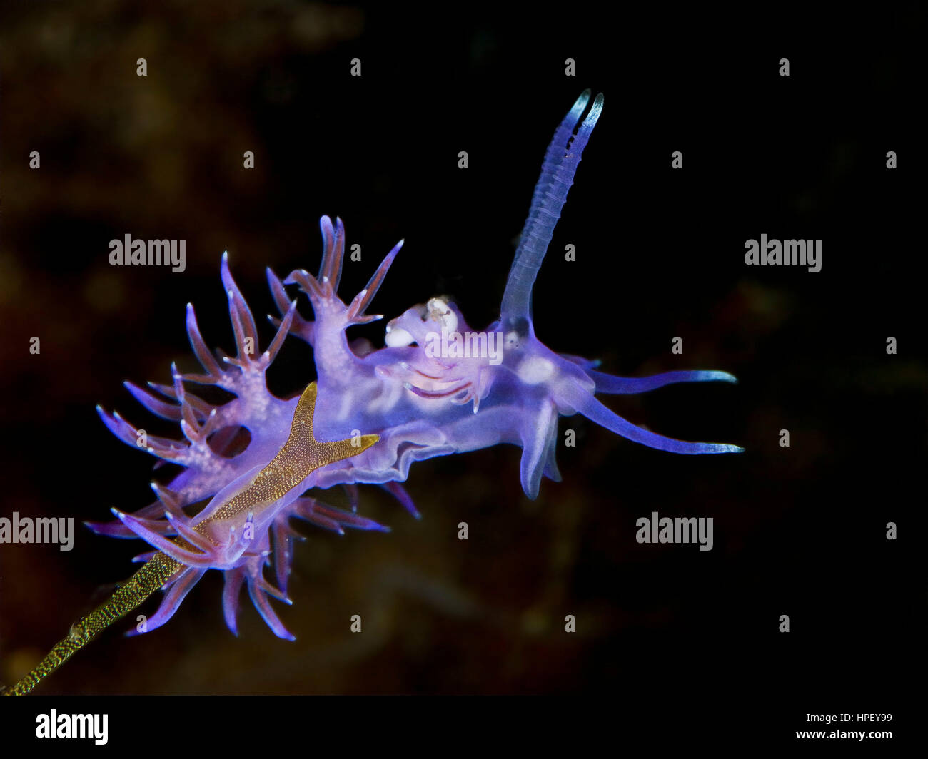 pink flabellina, Flabellina affinis, Croatia Stock Photo Alamy