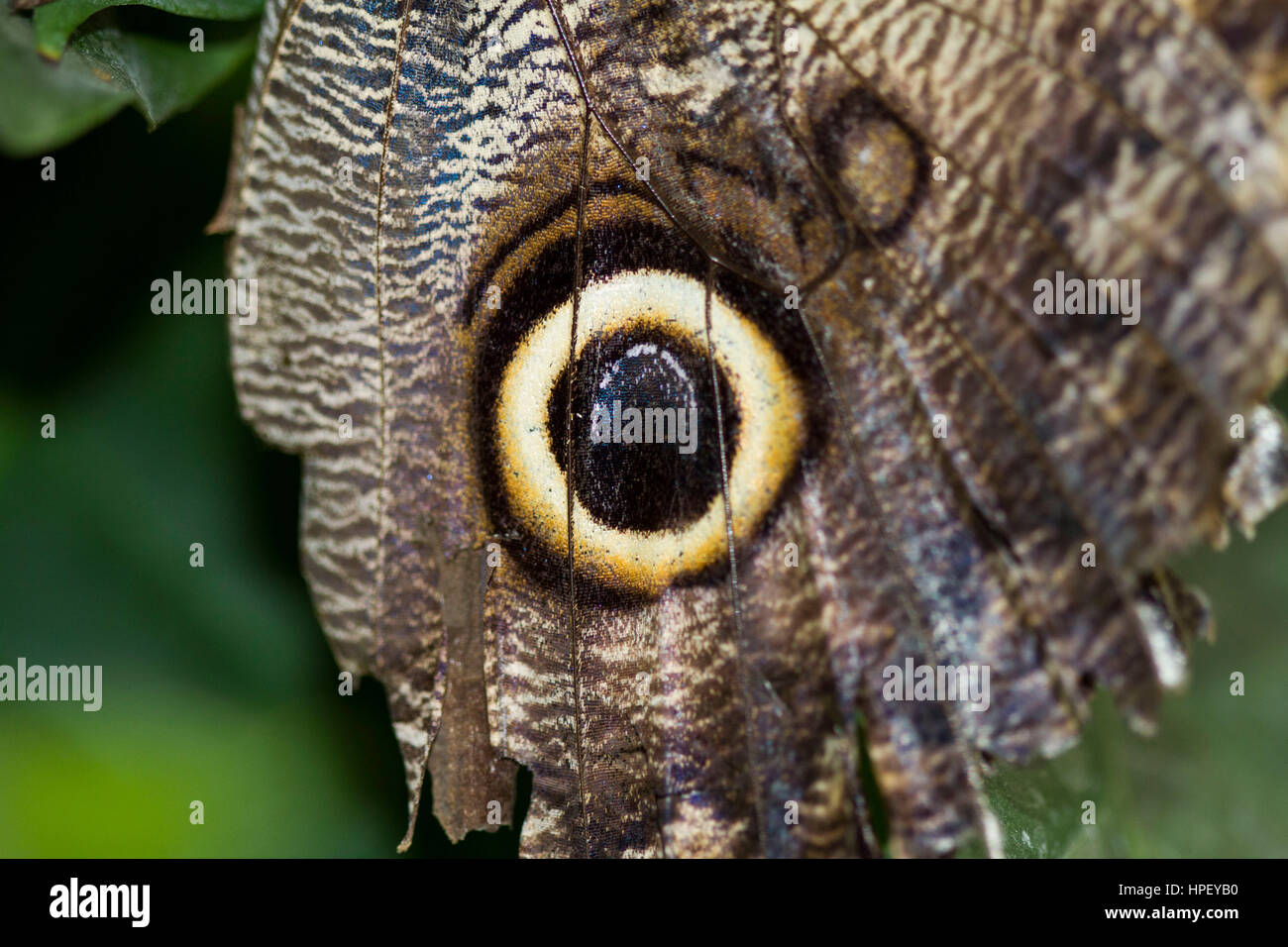 Schemetterling hi-res stock photography and images - Alamy
