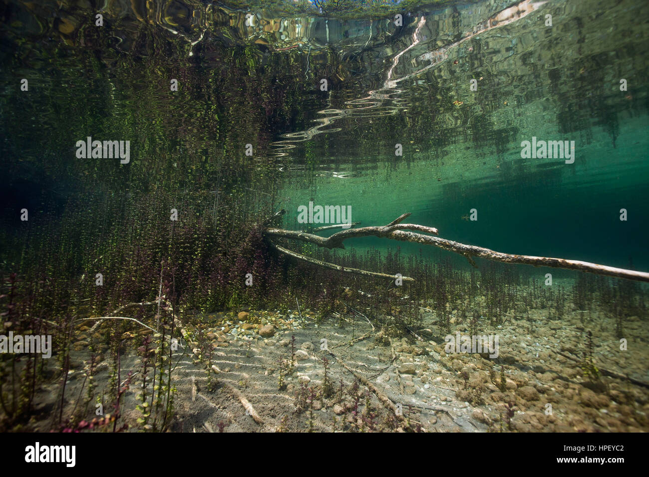 fallen tree in the lake with pondweed, Potamogeton sp., Munich, Bavaria, Germany Stock Photo