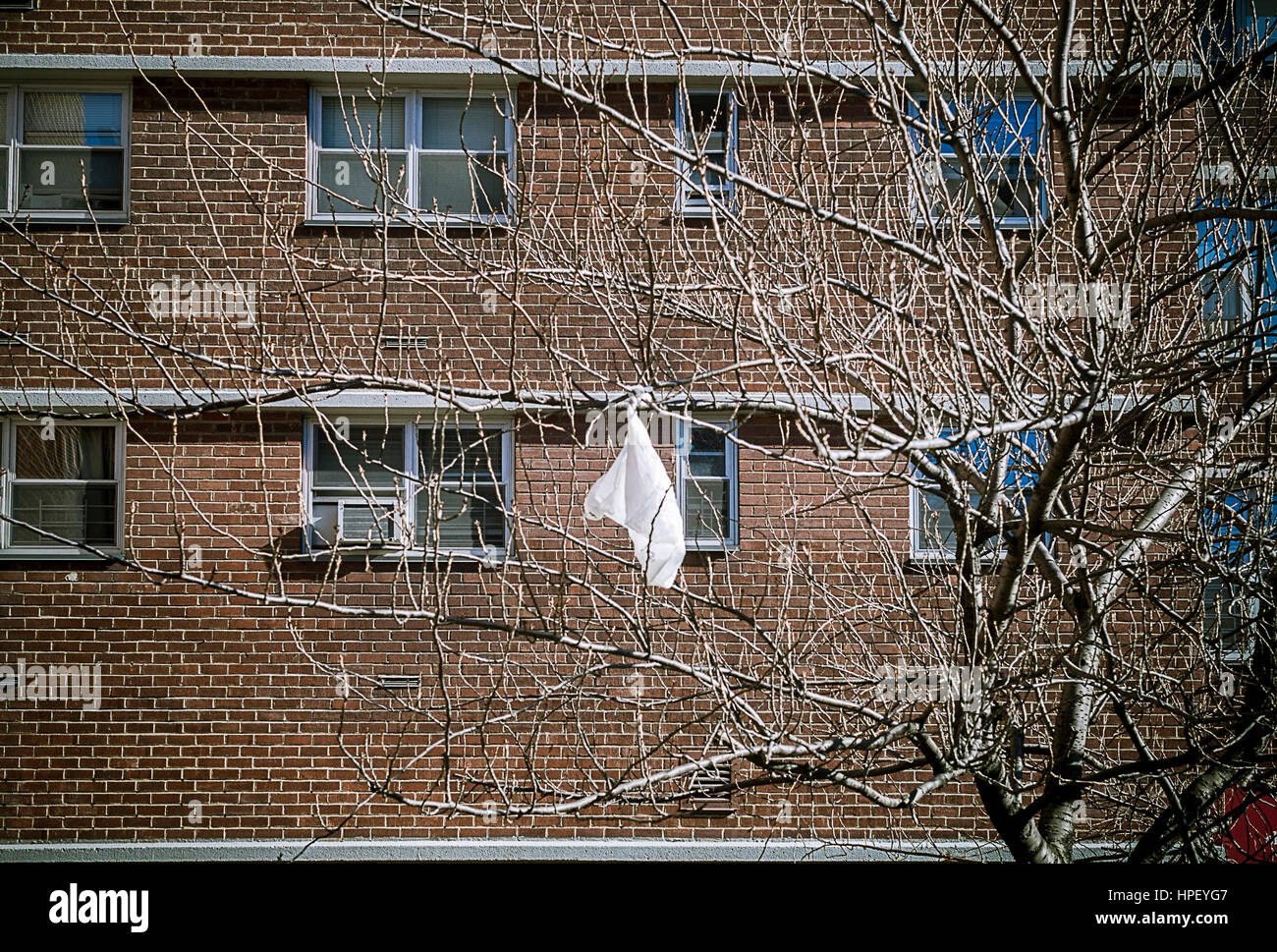 A lone plastic bags is seen polluting a tree in the Chelsea neighborhood of New York on Monday, February 20, 2017. After being blocked by the state in instituting the plastic bag five cent fee New York Mayor Bill de Blasio announced that he is open to banning the bags outright. (© Richard B. Levine) Stock Photo