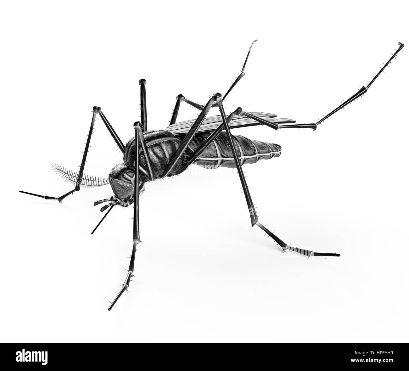 Black isolated mosquito. 3d rendering Stock Photo