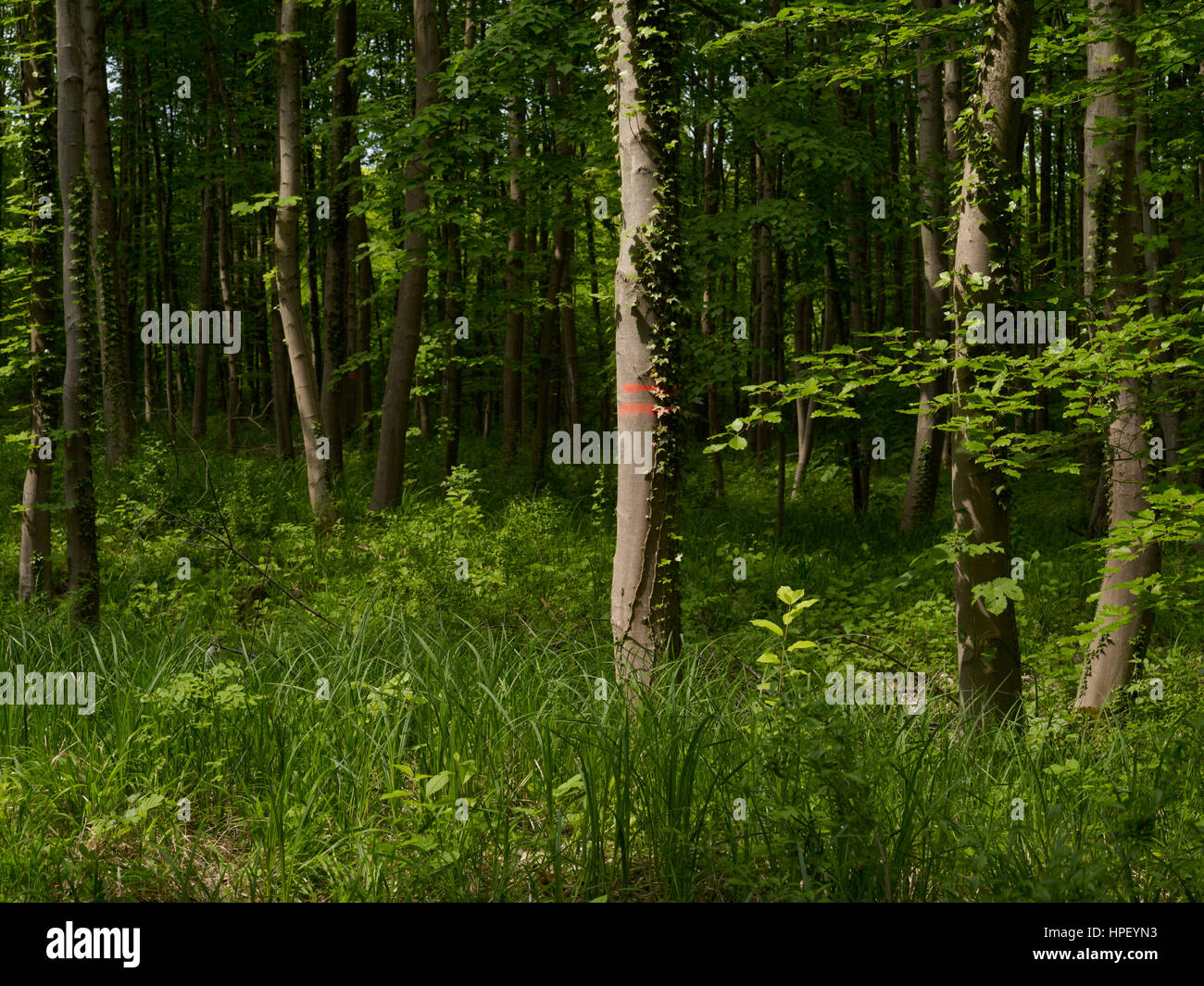 beech forest with grass in spring Stock Photo