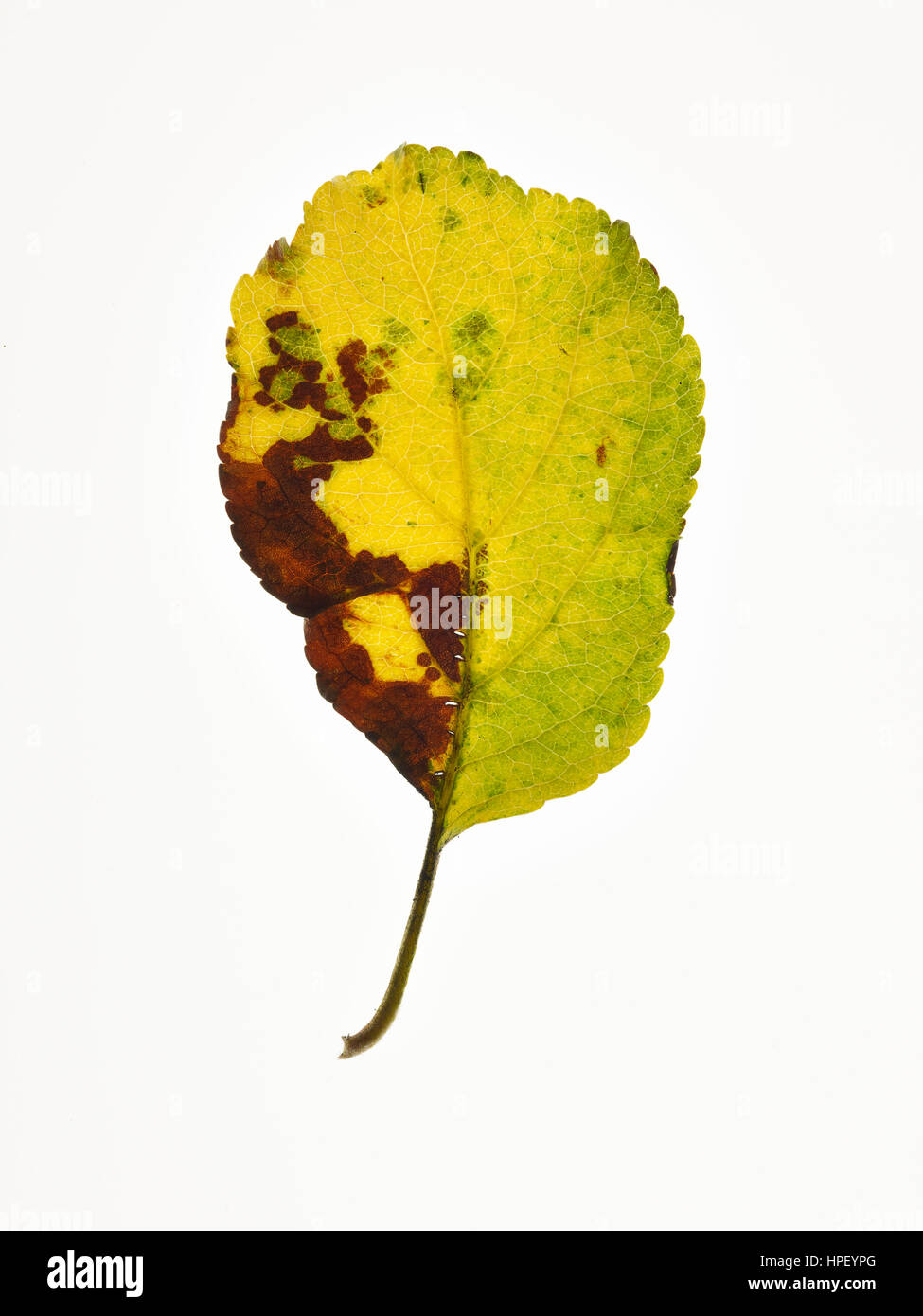 dried out leaf of an apple tree in autumnal colours yellow brown and green Stock Photo