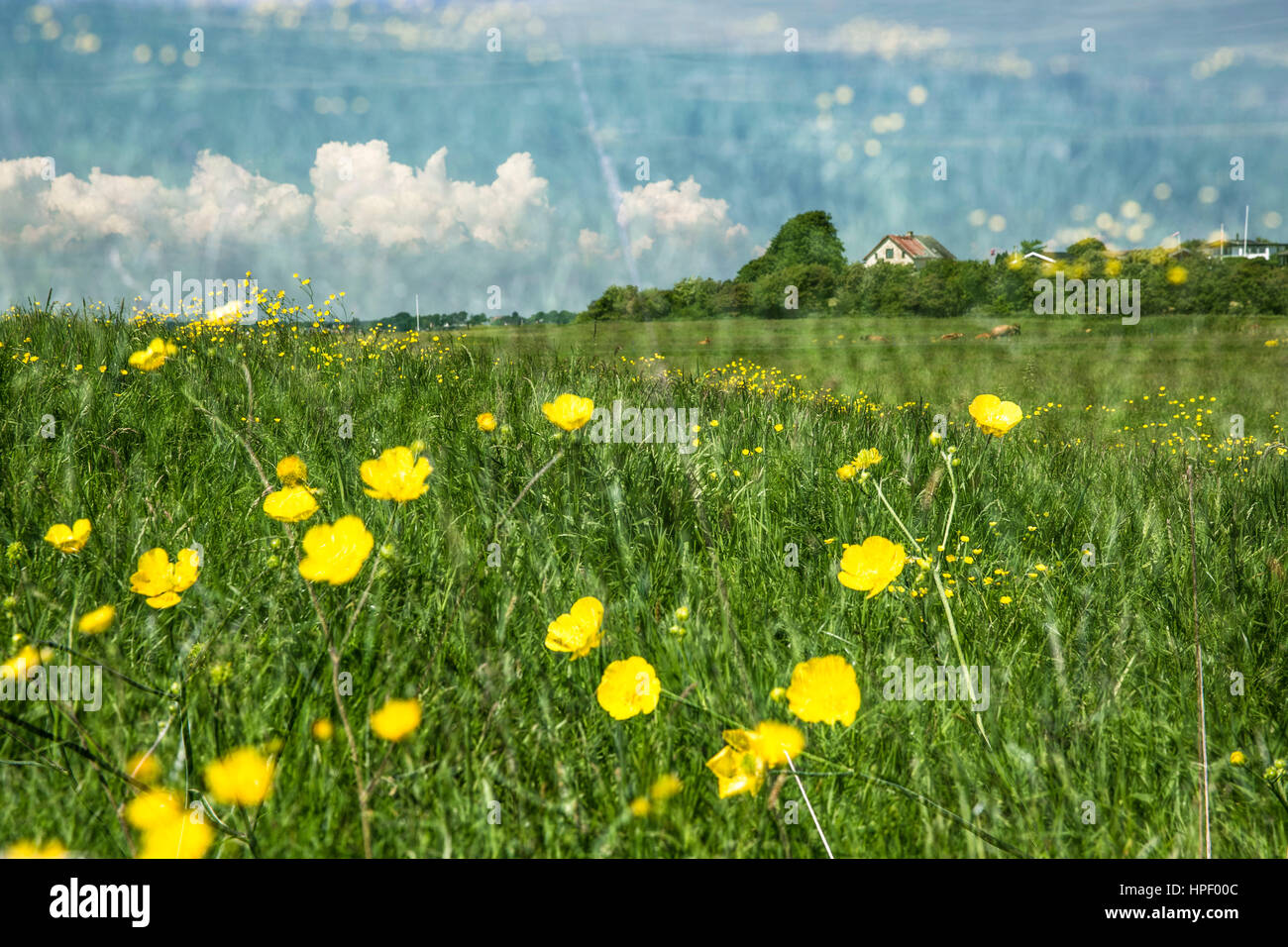 Denmark, Syddanmark, Broager, double exposure with meadow, yellow flowers and house Stock Photo