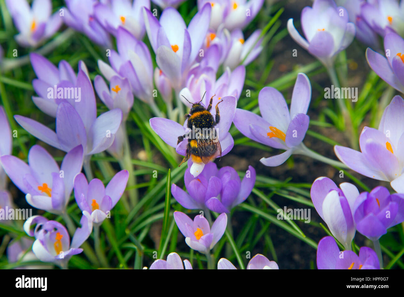 Bumble bee on Spring Crocus Stock Photo