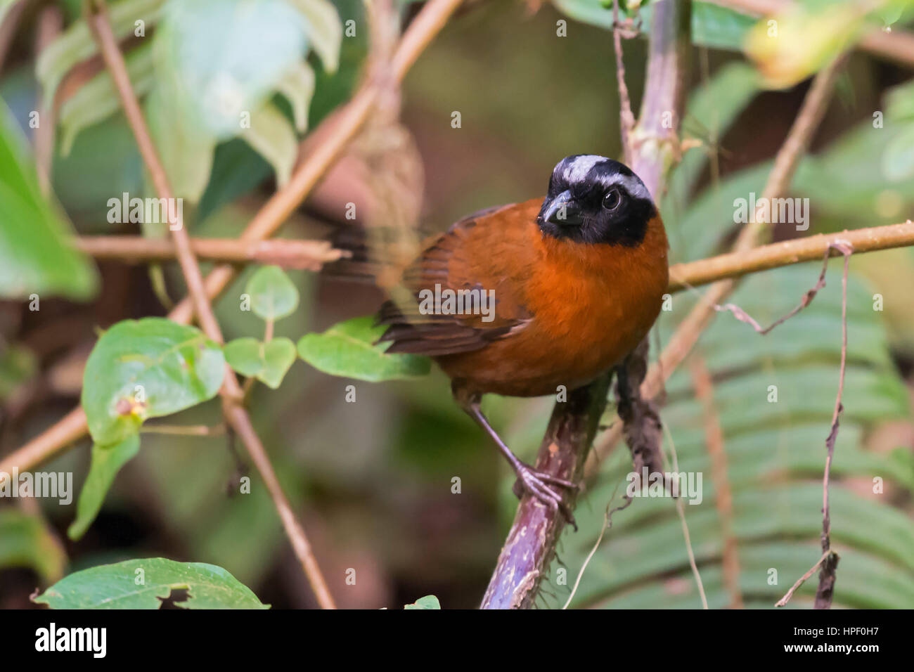 Tanager Finch (Oreothraupis arremonops), Pichincha, Ecuador Stock Photo