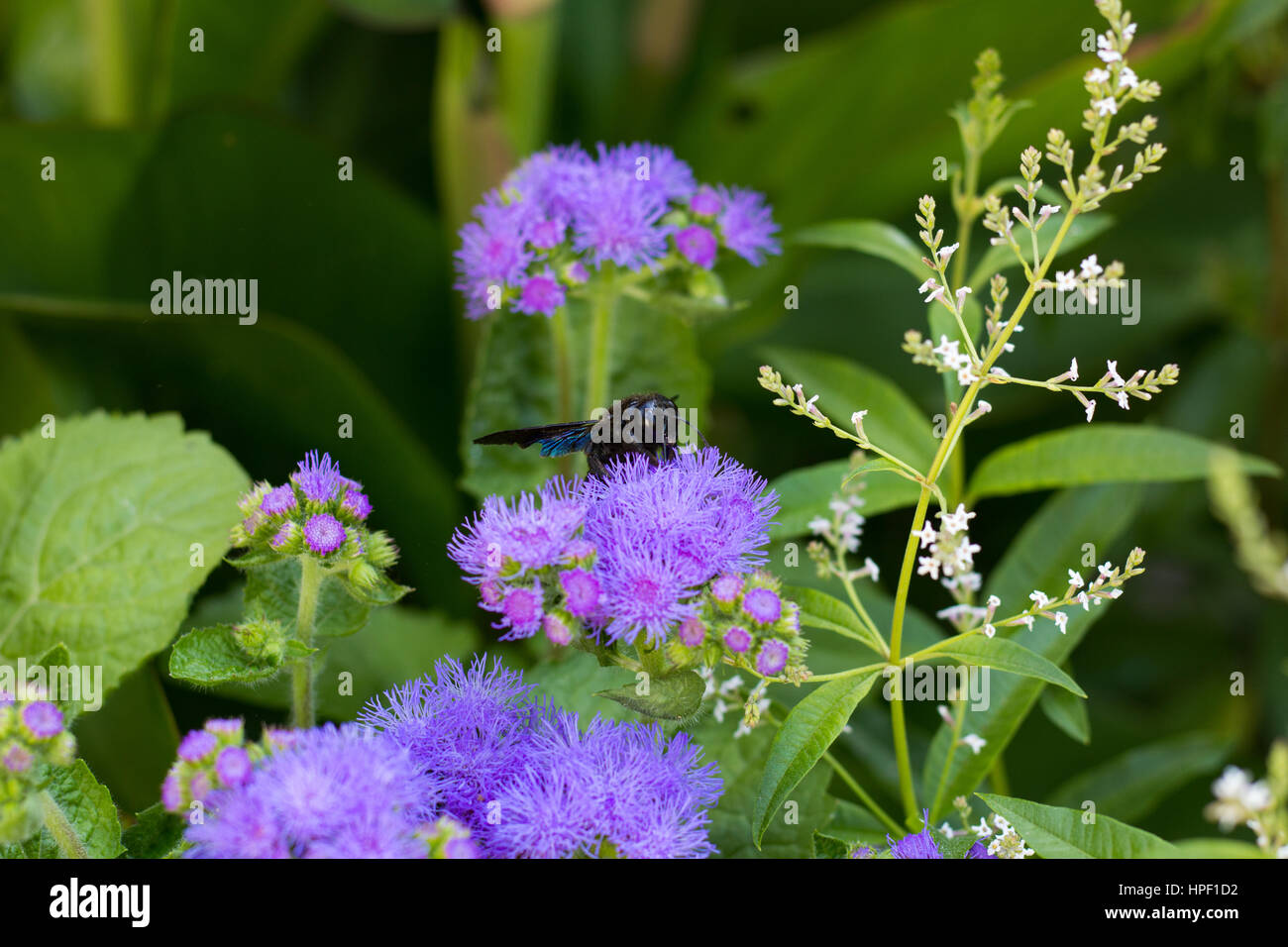 Moth on Violet Flowers Stock Photo
