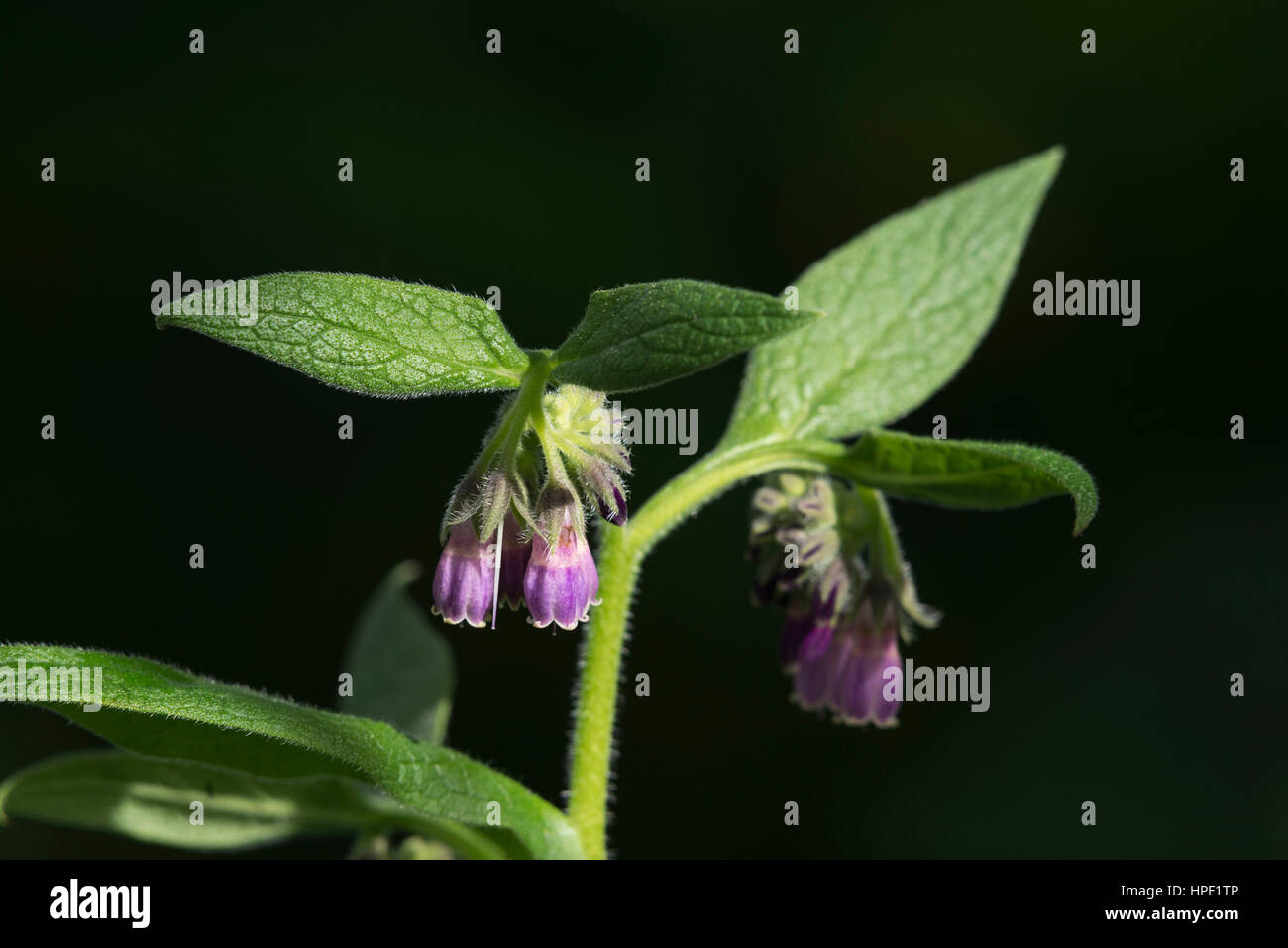 Flowers of Russian Comfrey (Symphytum Uplandicum) Stock Photo