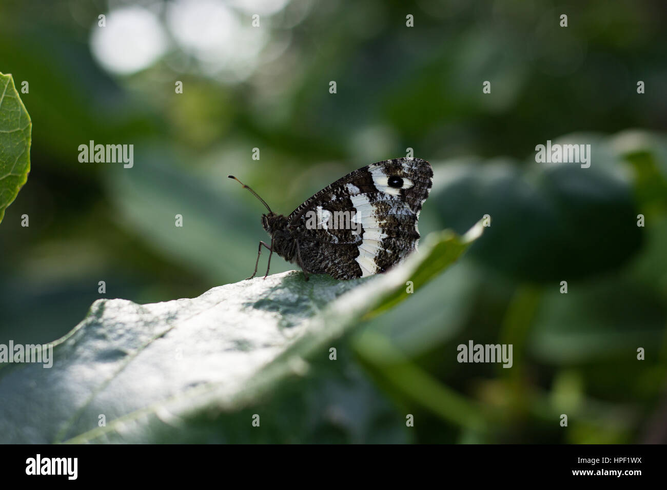 Butterfly on Leaves Stock Photo