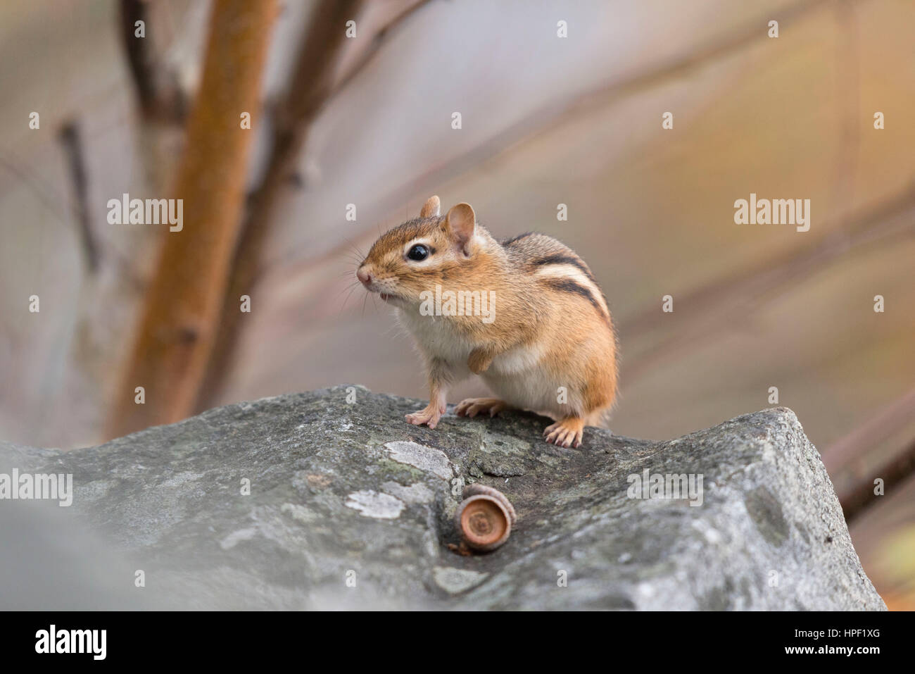 Chipmunk (Tamias Striatus) Crouching on a Rock Stock Photo