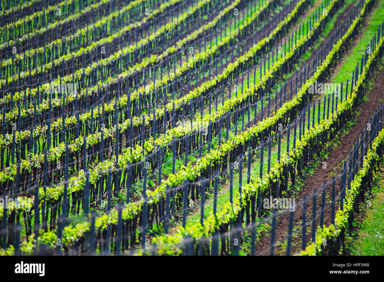 France green vineyard trees rawsin summer time Stock Photo