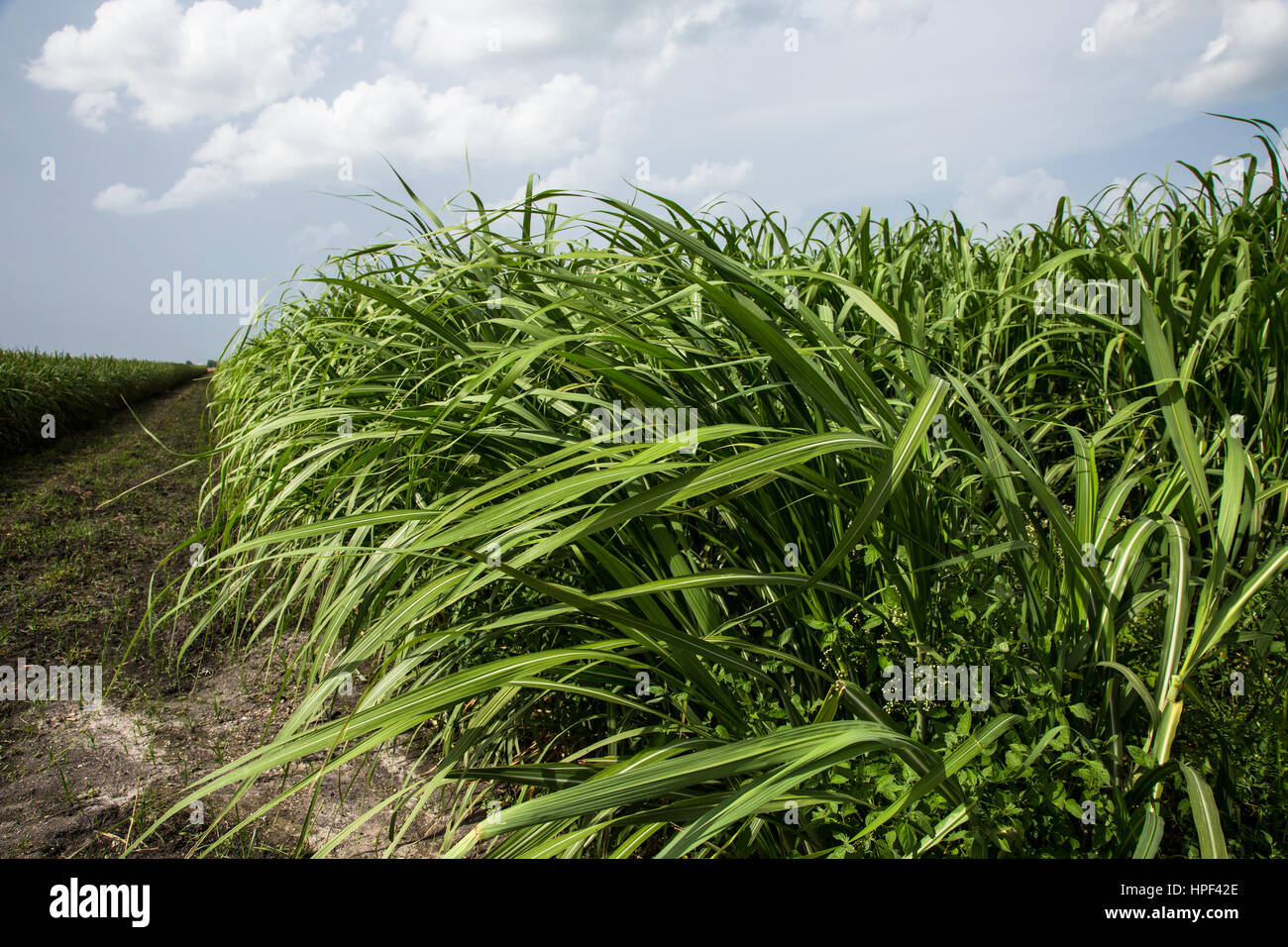 Sugar cane near Lake Okeechobee in Florida where hundreds of acres of wild Florida forest used to be. Stock Photo