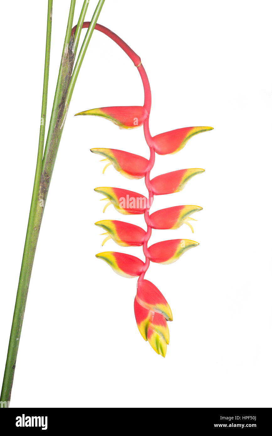 Tropical heliconia flower hanging on a white background Stock Photo