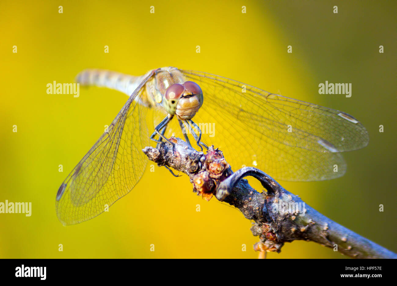 Dragonfly sitting on the top of a tree branch on green-yellow ...