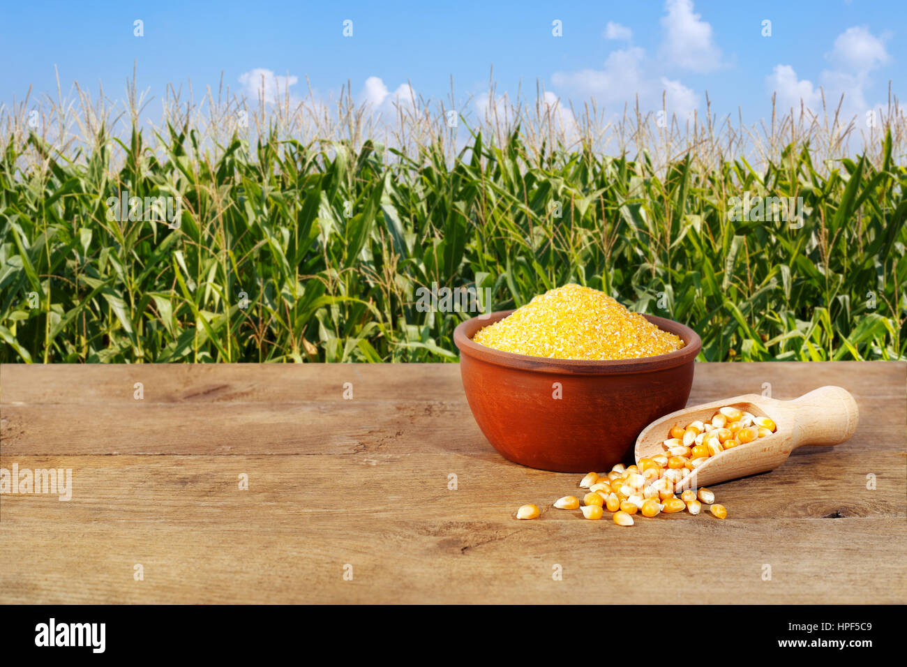 Dry uncooked corn groats in bowl on wooden table with corn field on background. Agriculture and harvest concept. Maize grains with maize field backgro Stock Photo