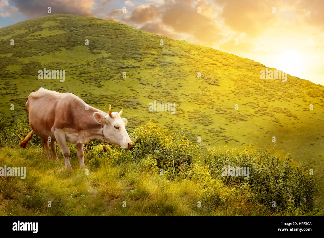 cow grazing on meadow in mountains. Cattle on a mountain pasture. Cow grazing on hill on a background of mountain scenery at sunset or sunrise Stock Photo
