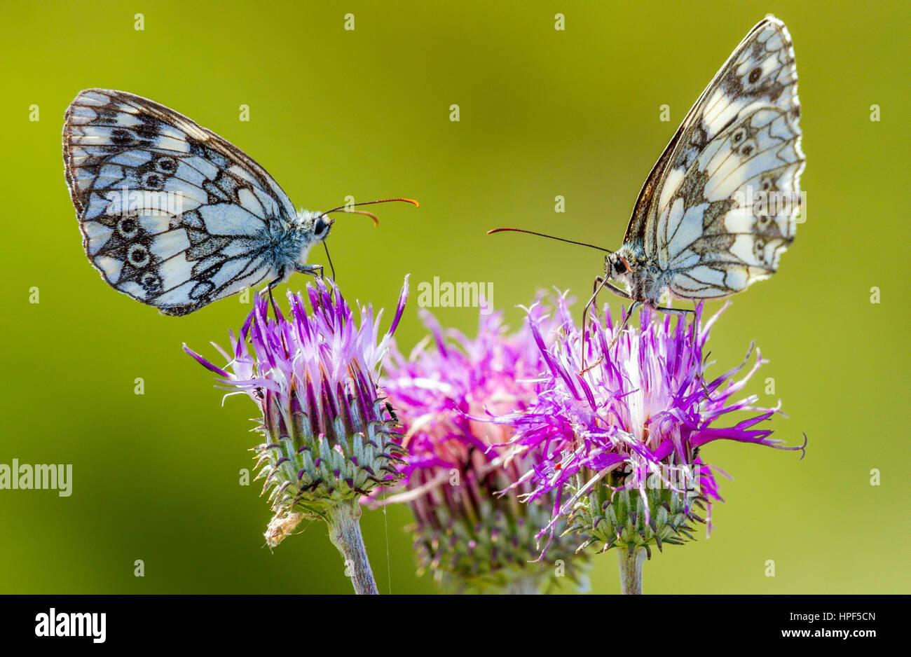 Pair of Marbled white (Melanargia galathea) butterflies sitting on Carduus flowers Stock Photo