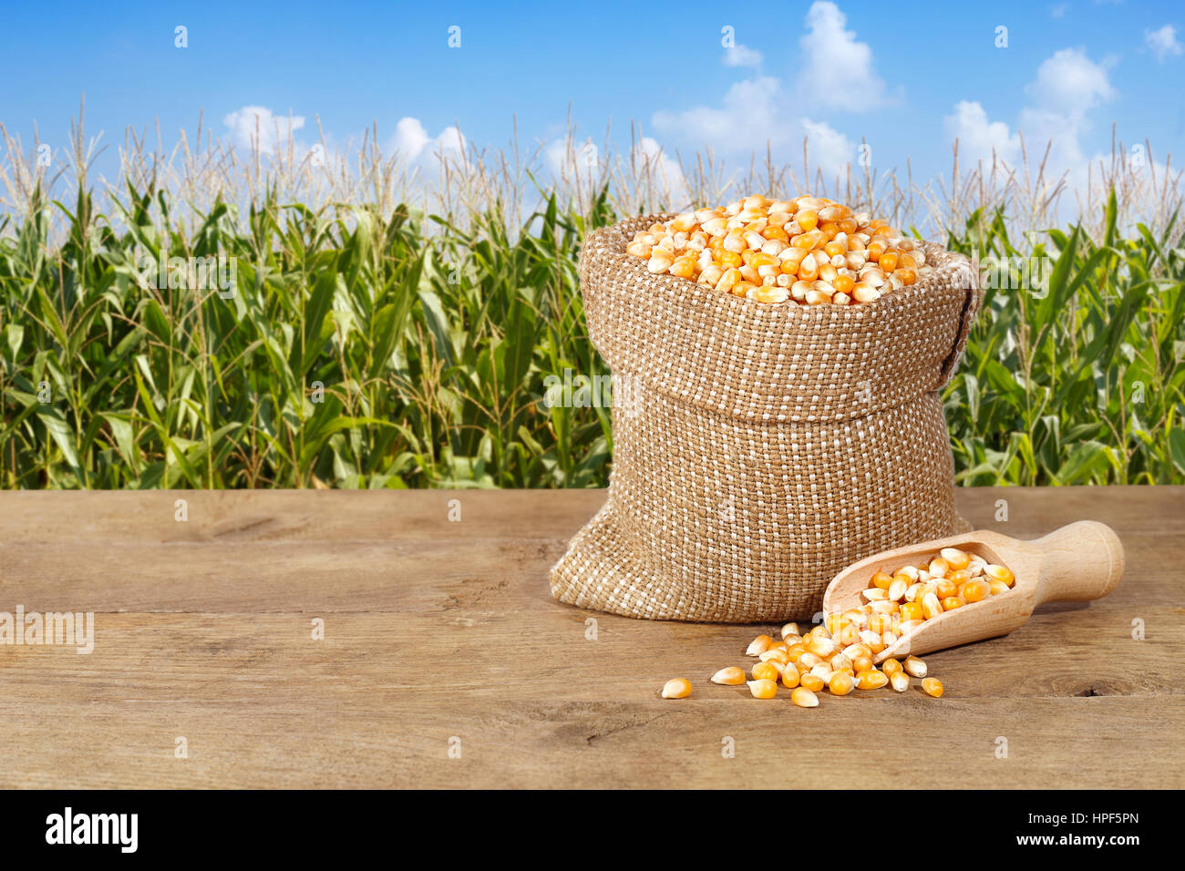 Corn seeds in sack. Dry uncooked corn grains for popcorn on nature