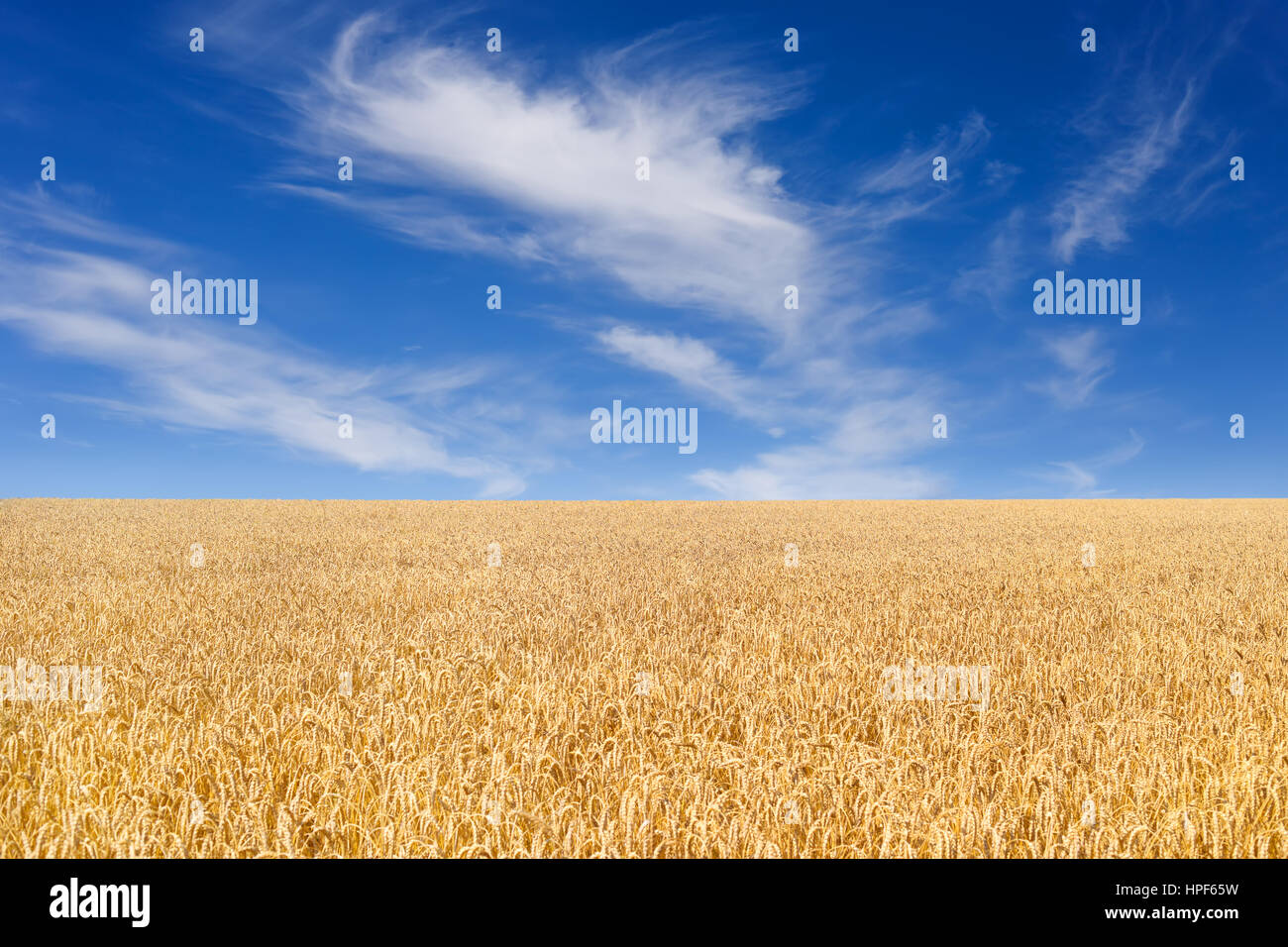 Golden wheat field with blue sky with clouds in background. Meadow of
