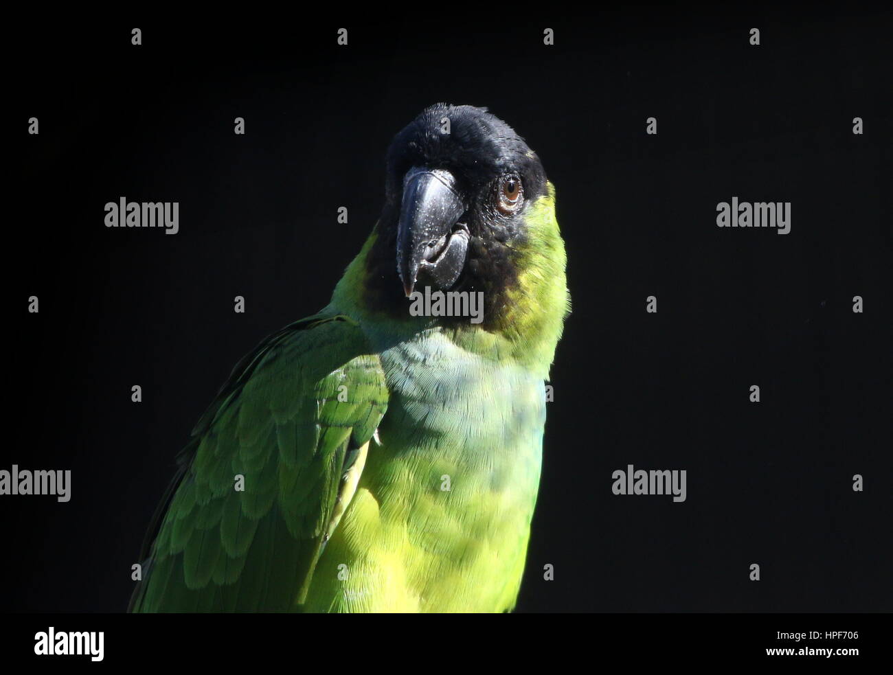South American Nanday parakeet (Aratinga nenday), a.k.a. Black hooded Parakeet  or Nanday conure. Stock Photo