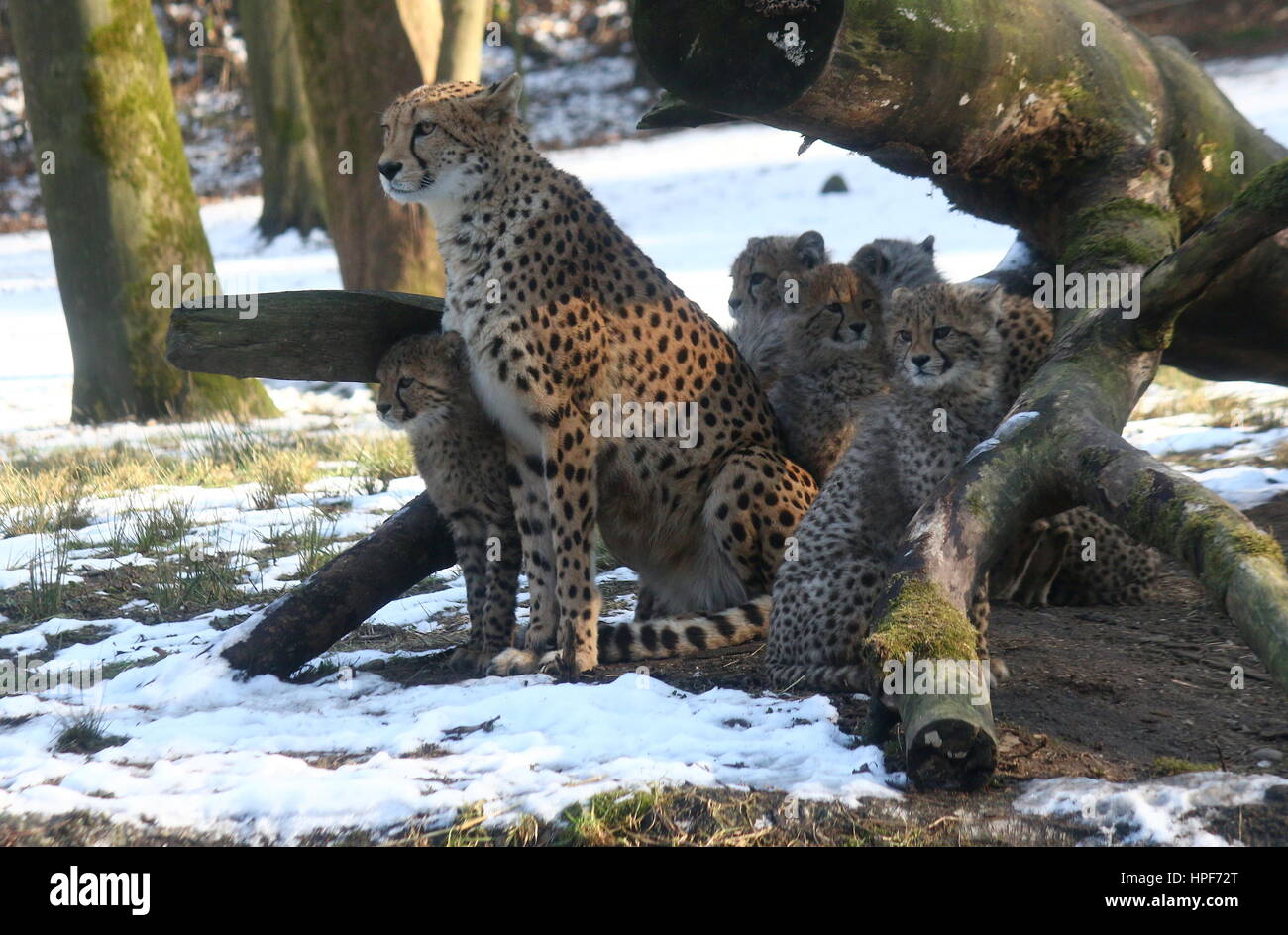 Mature female African Cheetah (Acinonyx jubatus) with her offspring in ...