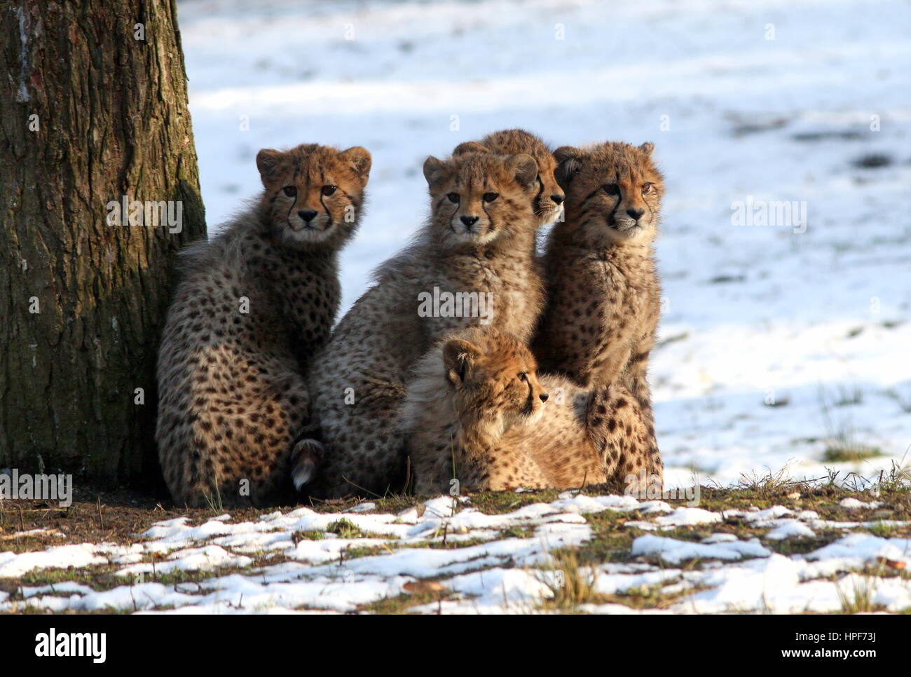 Five young African Cheetah cubs (Acinonyx jubatus) in the snow in winter. Stock Photo