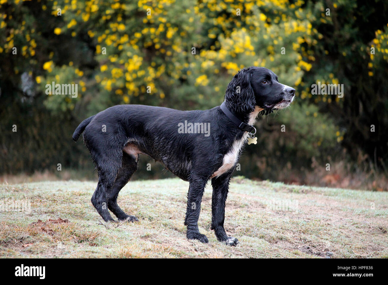 Black and white dog in a field Stock Photo - Alamy
