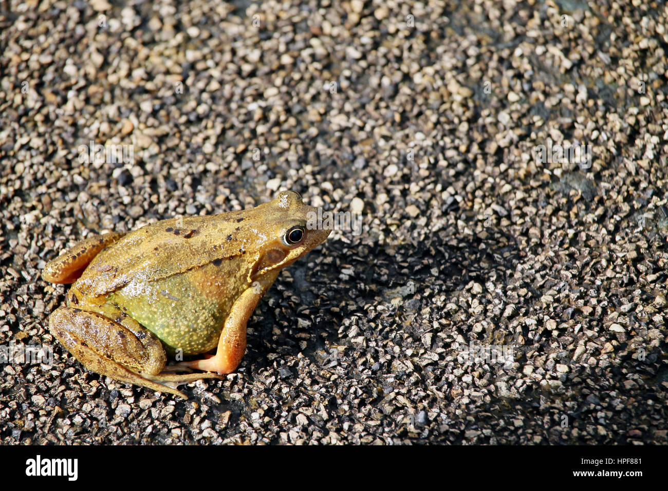 Frog skin texture hi-res stock photography and images - Alamy