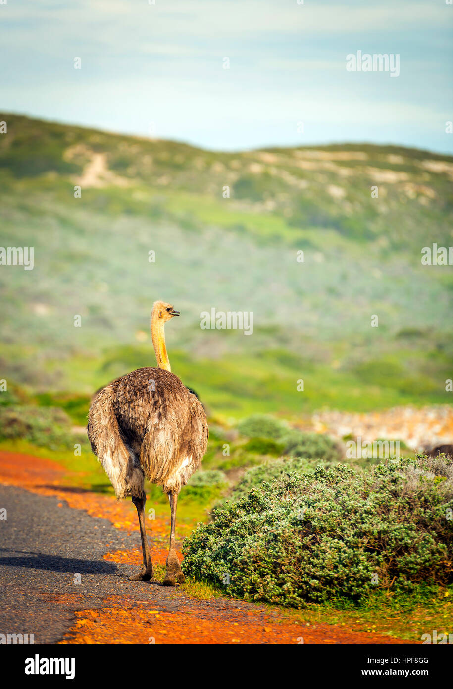 Female ostrich walks beside road along the Cape of Good Hope, Cape Peninsula, South Africa Stock Photo