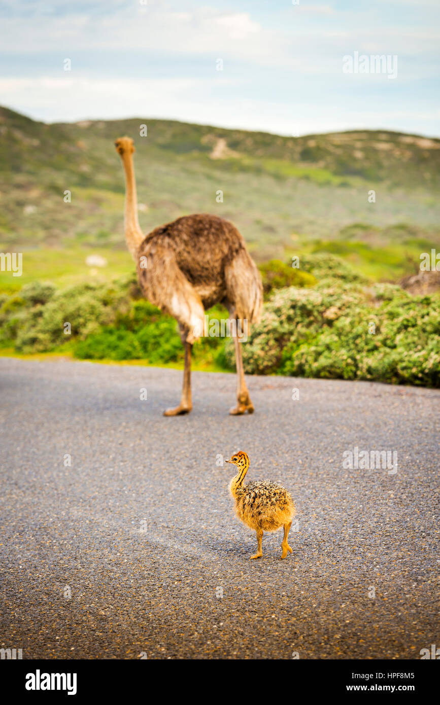 Ostrich chick and mother cross the road at the Cape of Good Hope, Cape Peninsula, South Africa Stock Photo