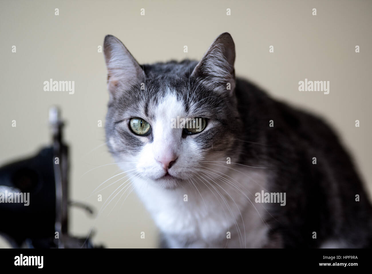 house cat portrait Stock Photo - Alamy