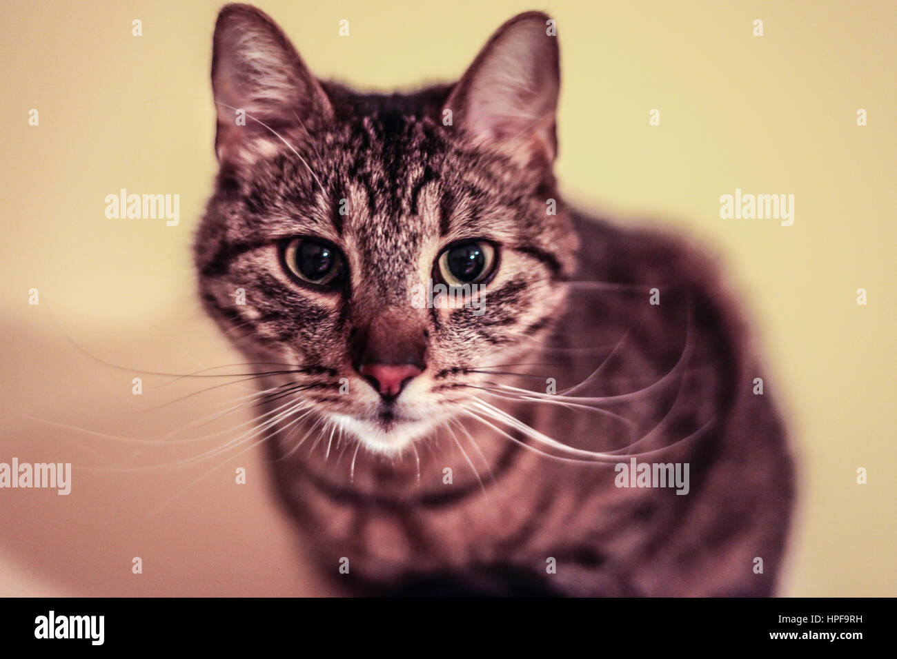house cat portrait Stock Photo - Alamy