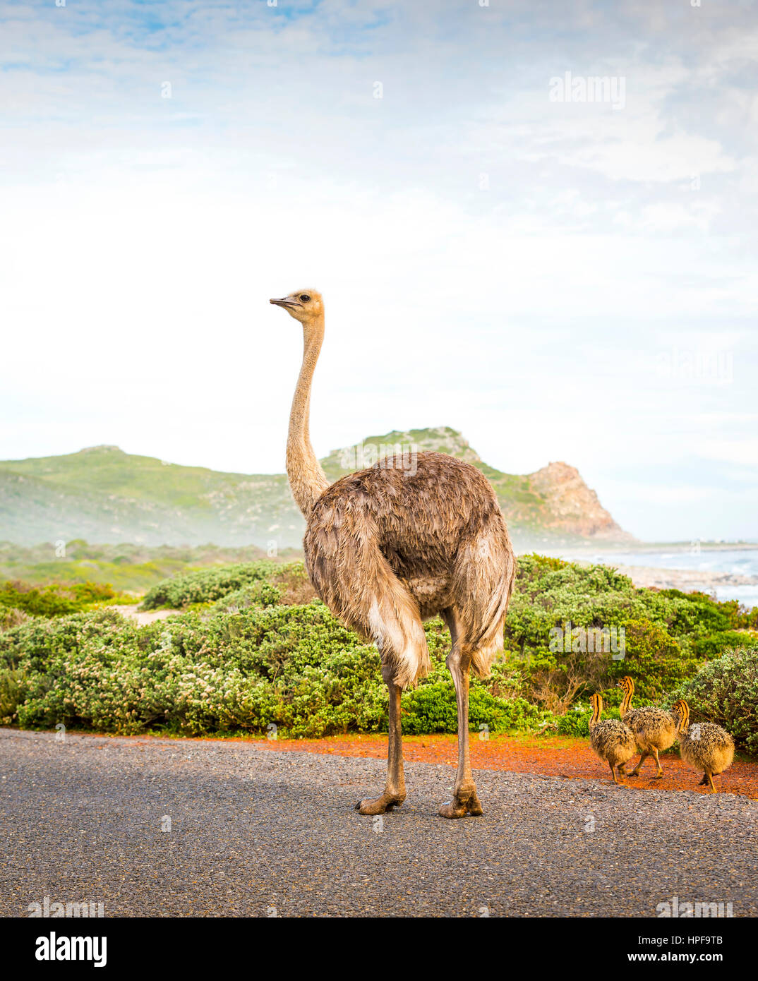 Female mother ostrich with young along the Cape of Good Hope, Cape Peninsula, South Africa Stock Photo