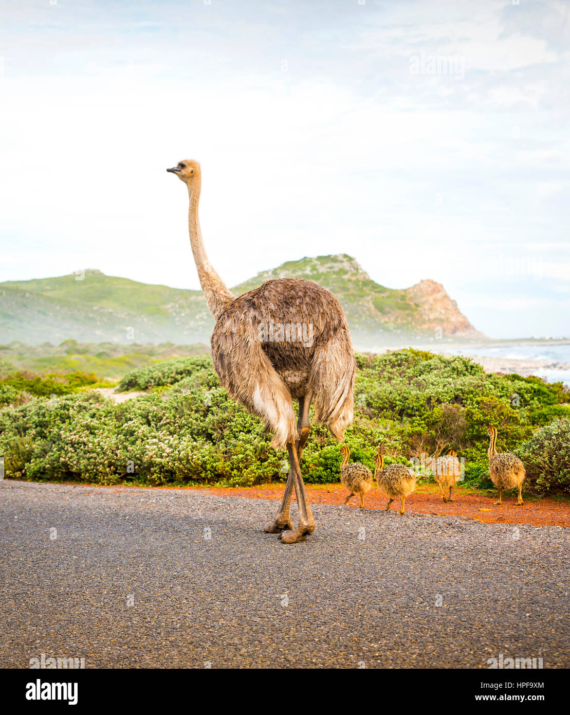 Female mother ostrich with young along the Cape of Good Hope, Cape Peninsula, South Africa Stock Photo