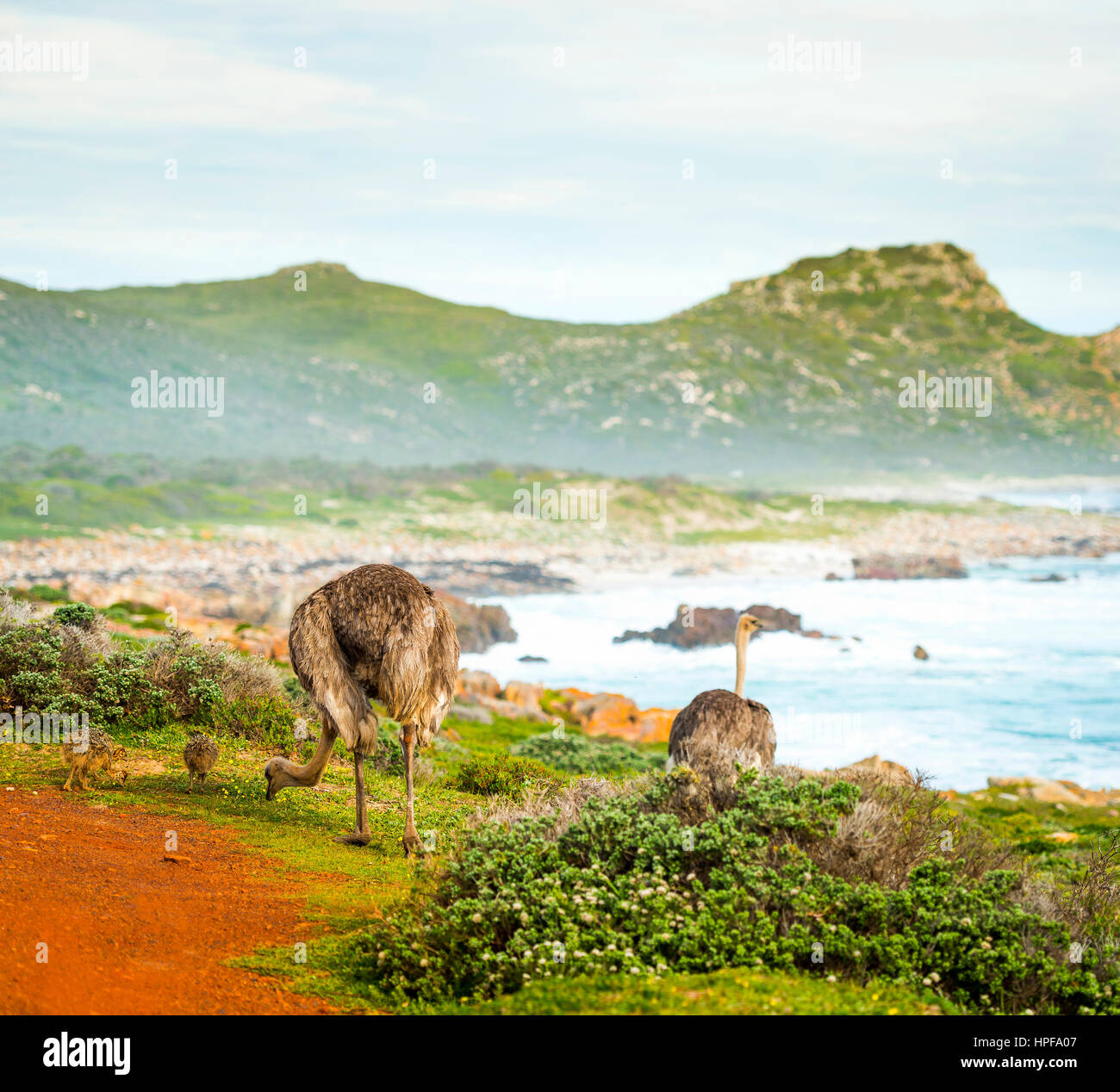 Ostrich females with offspring walk beside the ocean at the Cape of Good Hope, Cape Peninsula, South Africa Stock Photo
